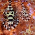 shrimp_coleman_bhr_tam_h_0405_bal6268.jpg